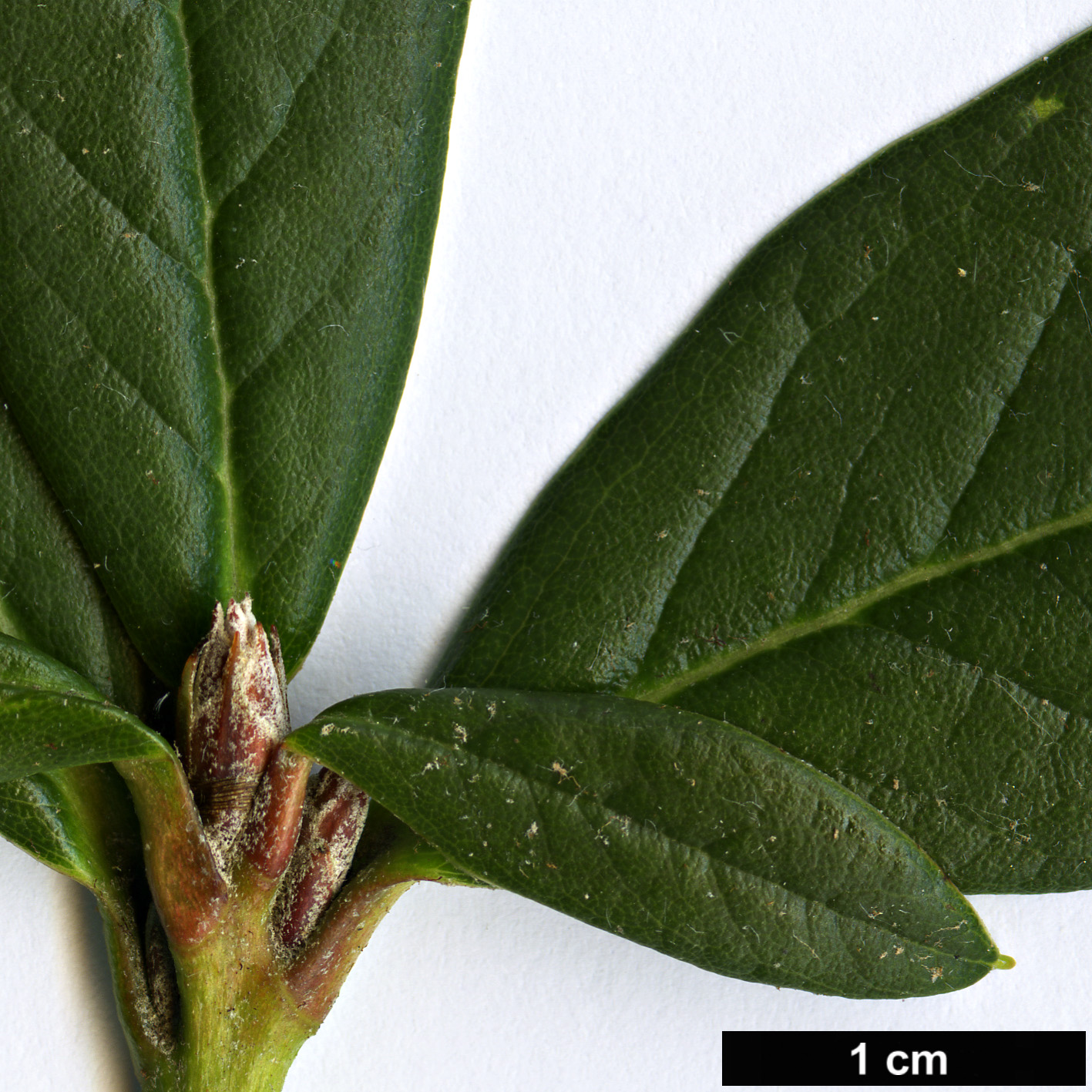 High resolution image: Family: Ericaceae - Genus: Rhododendron - Taxon: sanguineum - SpeciesSub: var. haemaleum